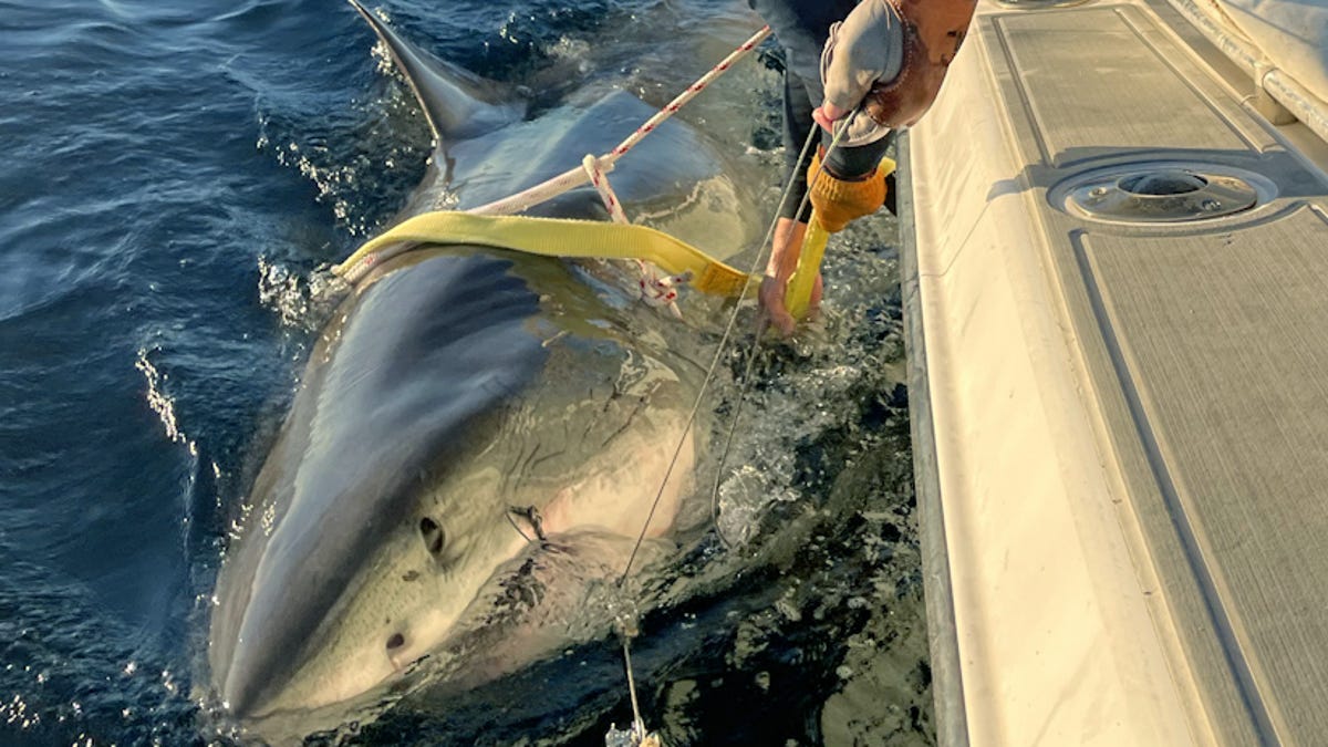 Massive great white shark resurfaces off coast of North Carolina